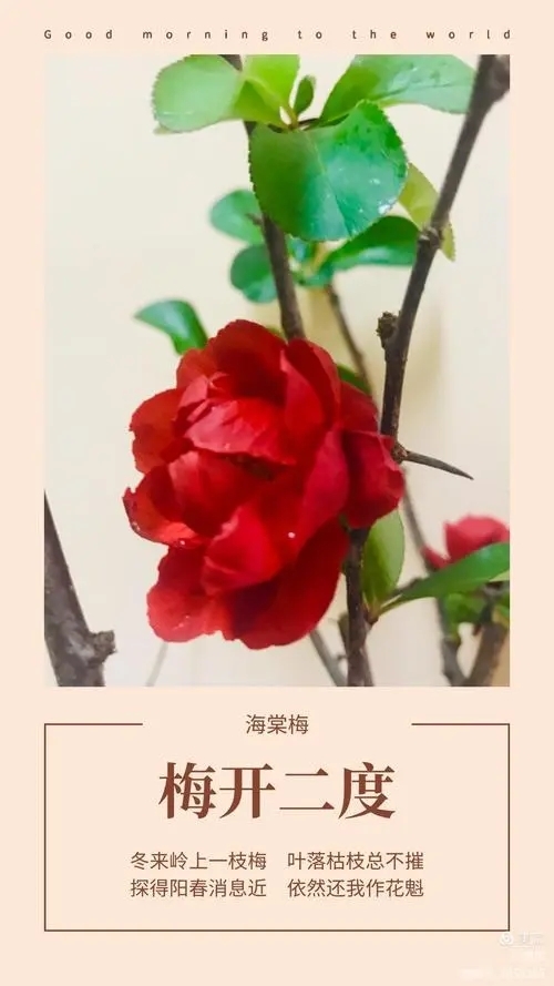 “梅开二度”是什么意思？梅开二度成语解析